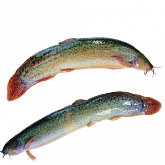 Cá chạch bùn (chạch quế) 6-7 con/kg