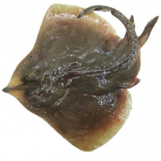 Cá đuối tươi 4-5 kg/con