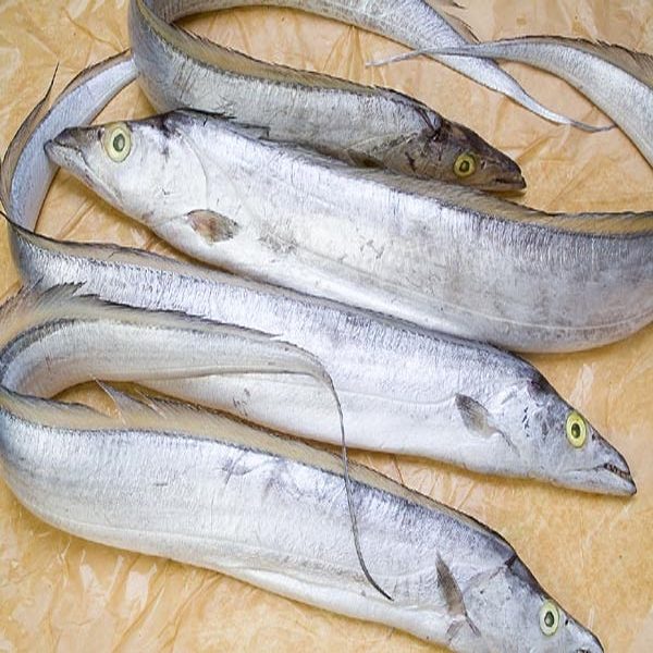 Cá hố tươi 300-500 gr/con