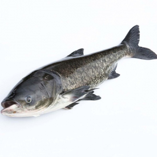 Cá mè sống 1,5-2 kg/con