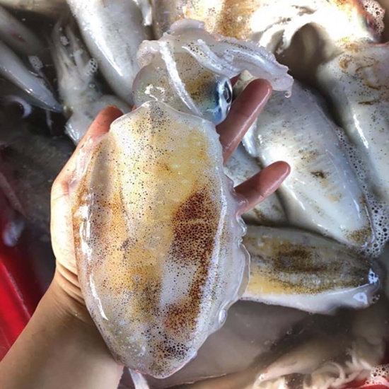 Mực lá câu tươi ngon đặc biệt Size 1-1,2 kg/con