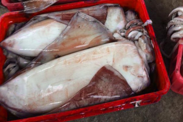 Mực lá đại dương đông lạnh siêu to Size 3-4 kg/con