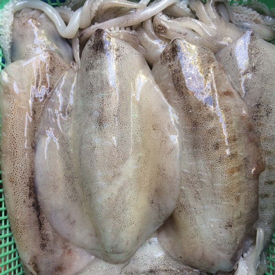 Mực lá đông lạnh loại 1 giá tốt Size 1-1,2 kg/con