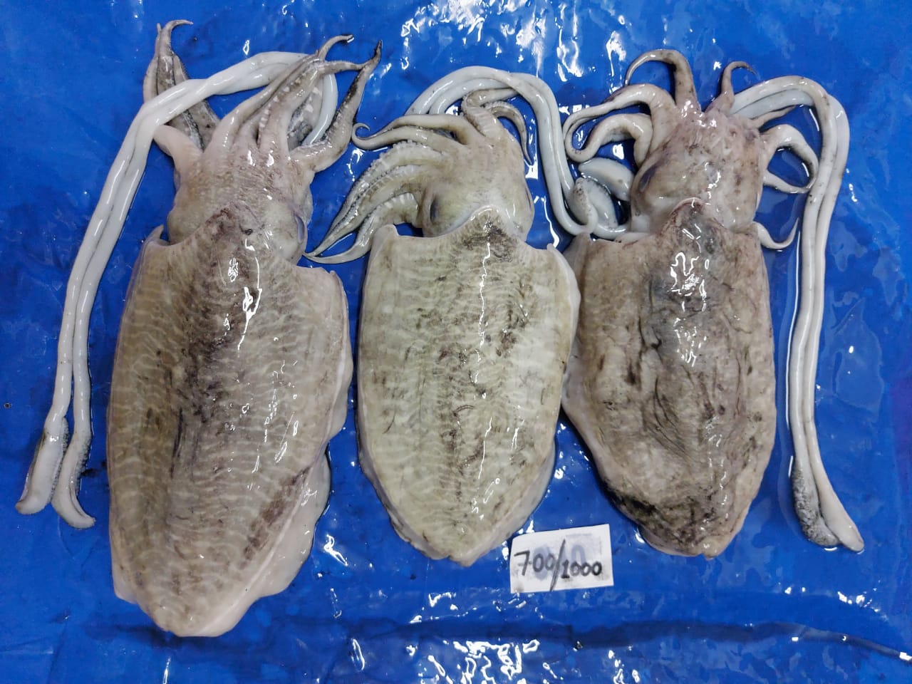 Mực nang tươi rói, giá tốt hôm nay Size 2-3 con/kg