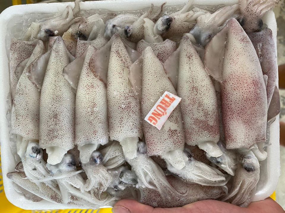 Mực trứng câu đông lạnh giá tốt Size 20-30 con/kg