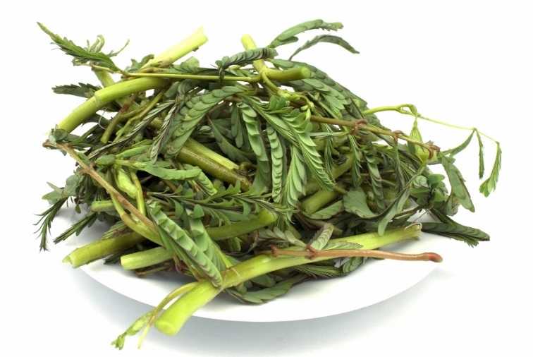 Rau nhút lặt sạch tươi ngon nhà trồng