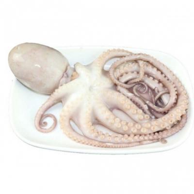 Bạch tuộc tươi sống vừa đánh bắt Size 2-3 con/kg