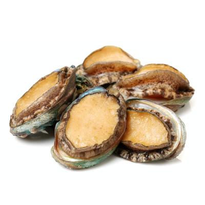 Bào Ngư Hàn Quốc Sống