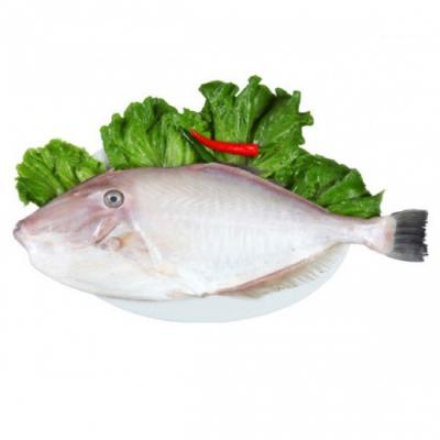 Cá bò da tươi 0,5-1 kg/con