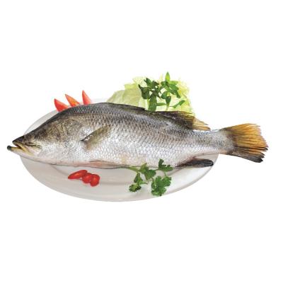 Cá chẽm tươi sống 3-4 kg/con