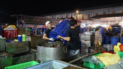 Cá Lóc Tươi Sống Giá Sỉ Tại Chợ Đầu Mối Bình Điền