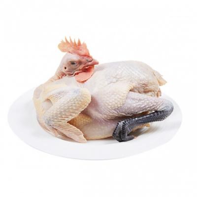 Gà lai chọi (gà trống) đã làm sạch 2-2,5 kg/con