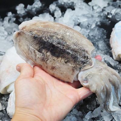 Mực nang đông lạnh còn da đặc biệt Size 0,6-0,8 kg/con