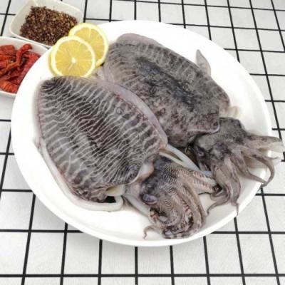 Mực nang tươi giá tốt và an toàn Size 8-10 con/kg