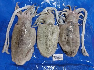 Mực nang tươi rói, giá tốt hôm nay Size 2-3 con/kg