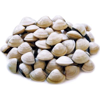 Nghêu biển sống 50-60 con/kg