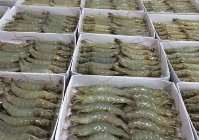 Tôm sú nguyên con đông lạnh . 50-60 con/kg