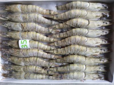 Tôm sú nguyên con tươi sống, nuôi an toàn VietGAP . 15-20 con/kg