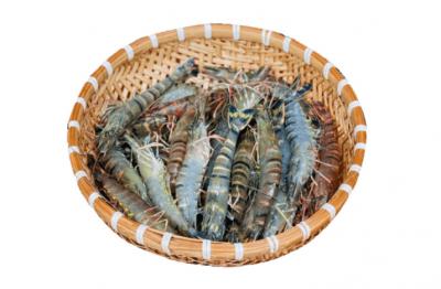 Tôm Sú Sống Giá Sỉ 25 - 30 con/ 1kg