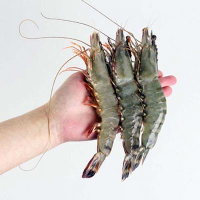 Tôm sú sống, nuôi an toàn giá tốt . 25-30 con/kg