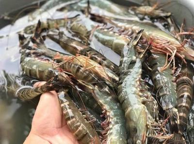 Tôm sú sống, nuôi an toàn giá tốt . 35-40 con/kg