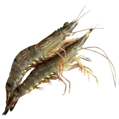 Tôm sú sống giá tốt Size 50-60 con/kg