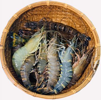 Tôm sú sống, nuôi sinh thái giá tốt . 20-25 con/kg