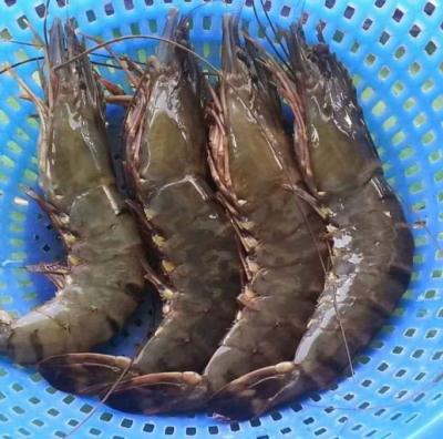 Tôm sú sống, nuôi sinh thái giá tốt . 30-35 con/kg