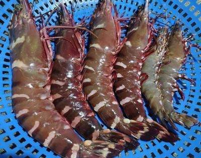 Tôm sú sống, nuôi sinh thái loại 1 . 25-30 con/kg