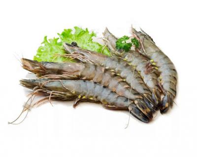 Tôm sú sống,40-50 con/kg