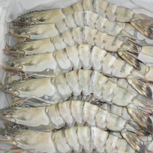 Tôm sú thiên nhiên đông lạnh giá tốt . 10-15 con/kg