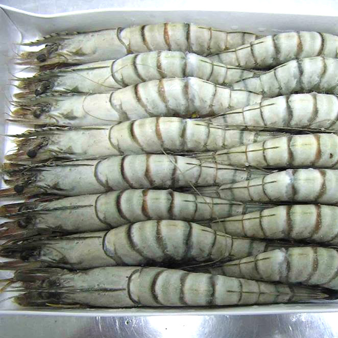 Tôm sú thiên nhiên nguyên con đông lạnh . 8-10 con/kg