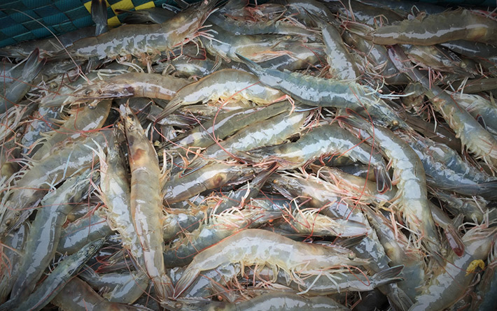 Tôm thẻ sống, nuôi thiên nhiên loại 1 60-70 con/kg