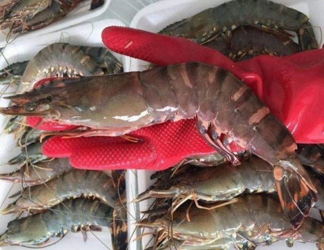tôm sú mẹ tôm sú mẹ