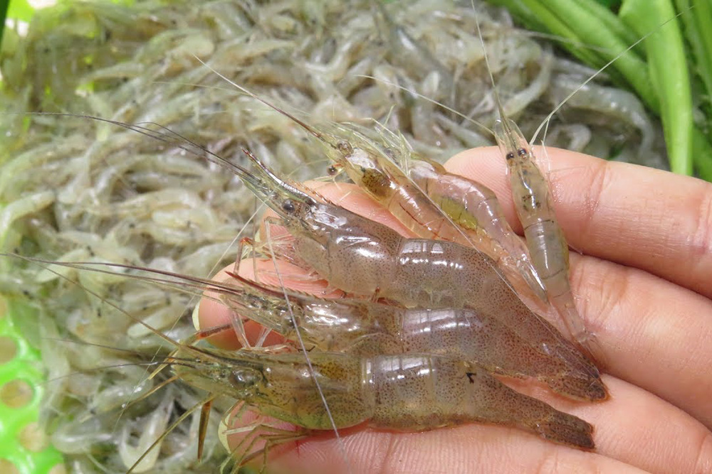 Tép riu - Caridina flavilineata
