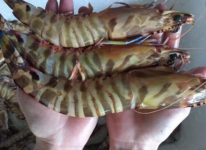 Tôm sú biển tự nhiên