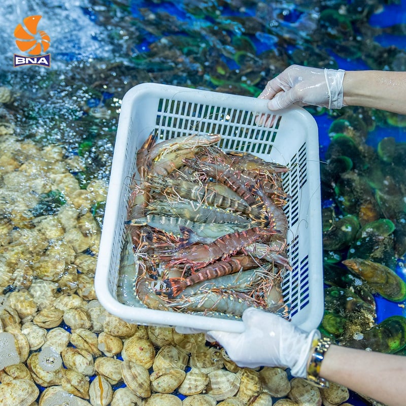 Tôm sú tươi sống tại bể trữ BNAFOODS